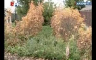 В Первоуральске появится ещё больше аллей и зелёных зон.