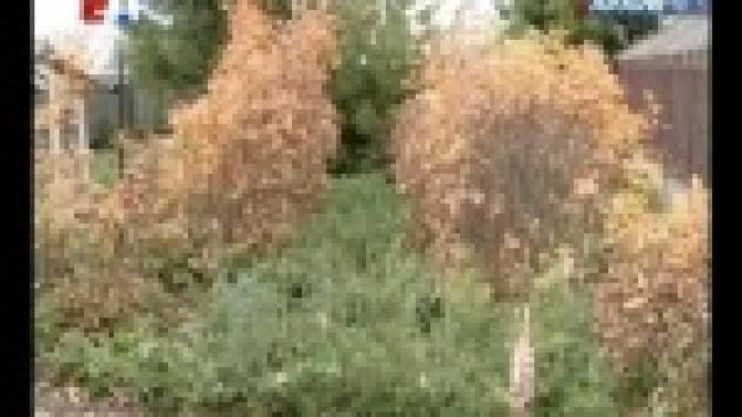 В Первоуральске появится ещё больше аллей и зелёных зон.