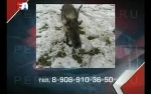 На Урале украли одного из самых умных оленей Деда Мороза.