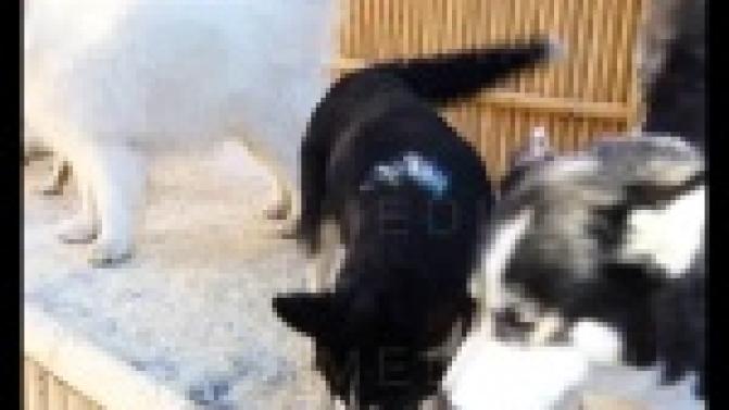 У обитателей первоуральского зоопарка появились новые соседи.