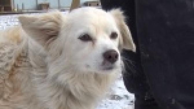 Акция "Ищу тебя, хозяин"