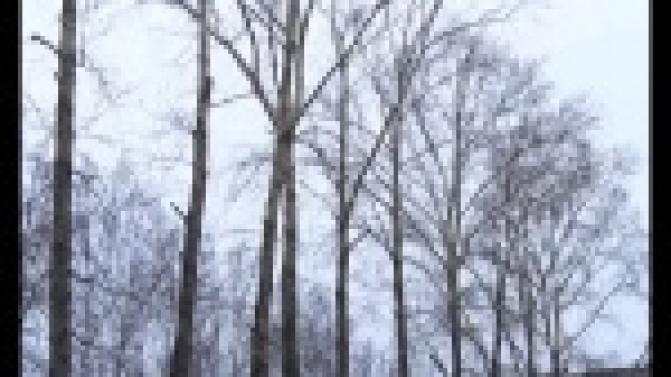 Страх под деревьями.