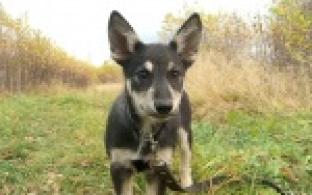 Акция "Ищу тебя, хозяин"