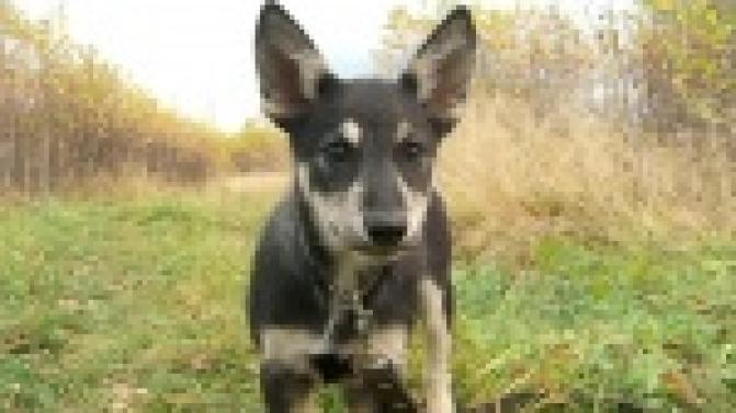 Акция "Ищу тебя, хозяин"