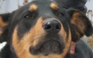 Акция "Ищу тебя хозяин"