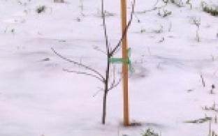 Первую проверку прошли