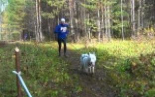 В Первоуральск в минувшие выходные привезли несколько десятков ездовых собак