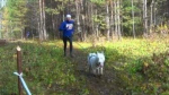 В Первоуральск в минувшие выходные привезли несколько десятков ездовых собак