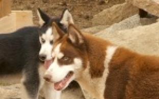 Новое развлечение вскоре ждет всех посетителей парка культуры и отдыха