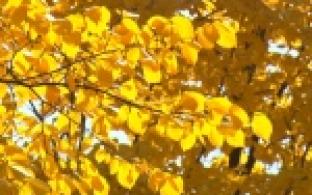 Уральский сентябрь все же подарил горожанам на прощание несколько теплых дней