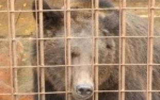 Раньше он выступал на цирковой арене