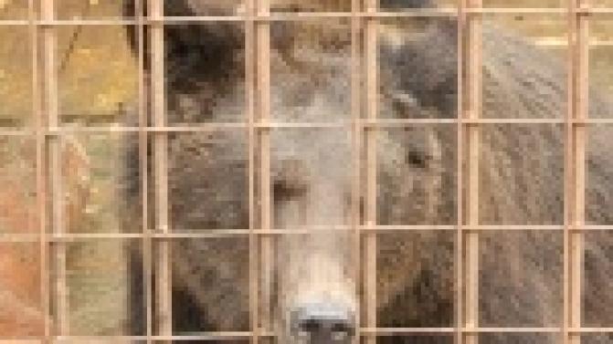 Раньше он выступал на цирковой арене