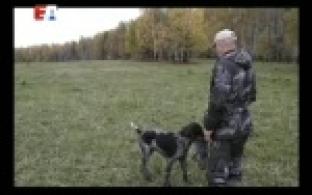 Первые в России комплексные соревнования охотничьих собак породы дратхаар прошли в Первоуральске