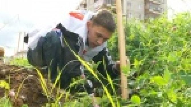 Аллея из 50-ти молодых дубков теперь украшает территорию возле центральной библиотеки