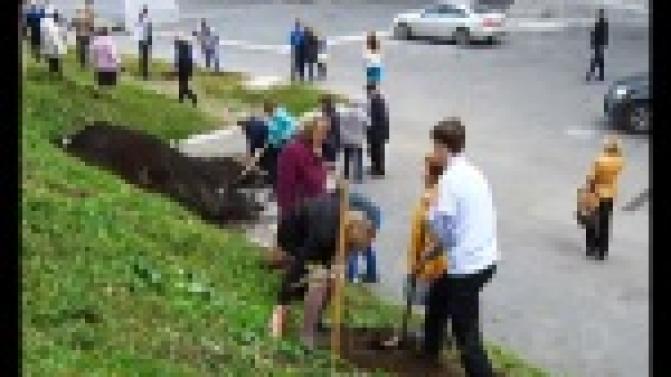 В Первоуральске появилась ещё одна дубовая аллея.