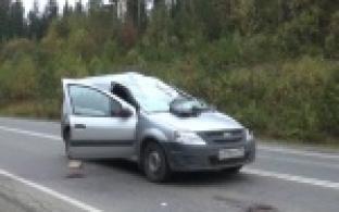 На одной из пригородных трасс Первоуральска легковой автомобиль столкнулся с выбежавшим на дорогу лосем