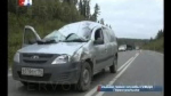 Под Первоуральском машина сбила лося, выскочившего на дорогу.