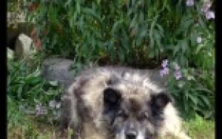 Бродячие собаки стали настоящей проблемой жителей одного из районов Первоуральска