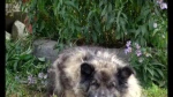 Бродячие собаки стали настоящей проблемой жителей одного из районов Первоуральска