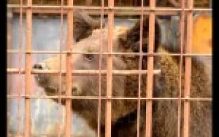 В Первоуральском зоопарке - пополнение.