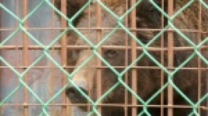 Московский цирк подарил первоуральскому зоопарку бурого медведя