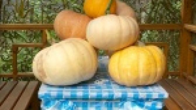 Тыква-великан выросла на грядке у одного первоуральца