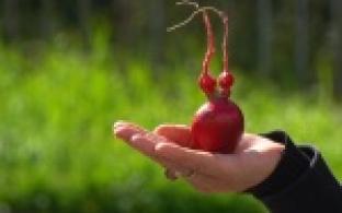 Редиска "Инопланетянка"