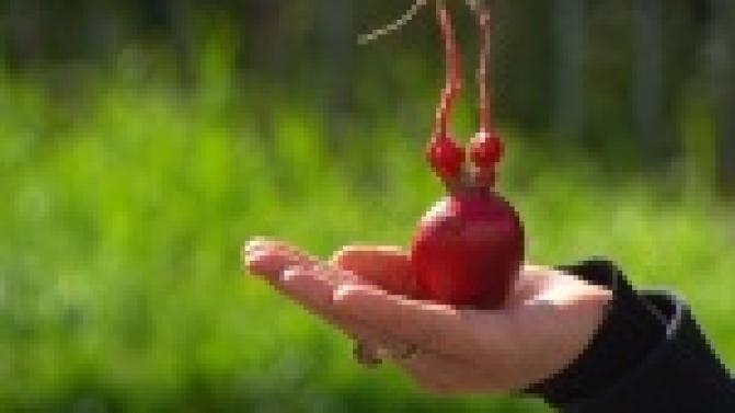 Редиска "Инопланетянка"