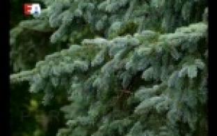 Реанимация для деревьев.