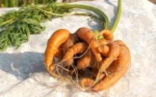 Сад мечты и чудо-урожай