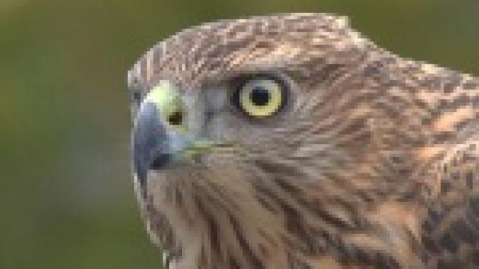 Незванный дикий гость