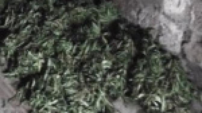 В одном из гаражных боксов Первоуральска полицейские обнаружили более 11 килограммов марихуаны