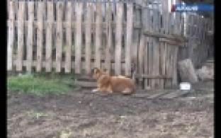 Не хватило закуски - съели собаку.