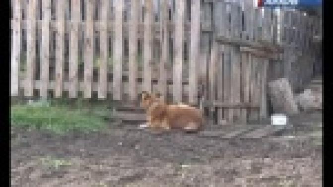 Не хватило закуски - съели собаку.