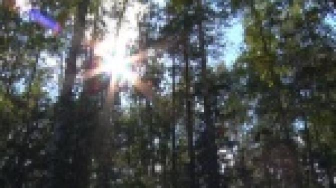 Довольно теплое лето грибникам приносит богатый урожай, а спасателям - немалые трудности