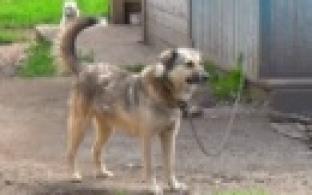 Пушистые и короткошерстные, рыжие и пятнистые