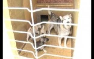 Частный приют для собак в Первоуральске оказался под угрозой закрытия.