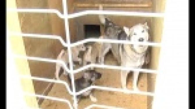 Частный приют для собак в Первоуральске оказался под угрозой закрытия.