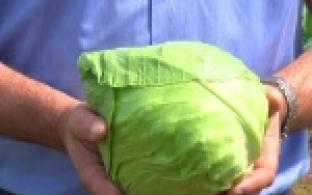 Капусты хватит всем!