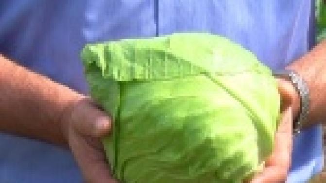 Капусты хватит всем!