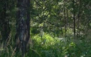 Четырехлетняя девочка ускользнула от отца на прогулке