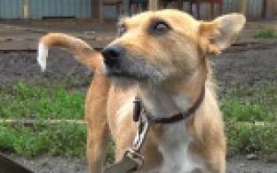 Им тоже нужен дом