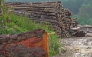 Десятилетнего мальчика раздавило брёвнами. Он погиб на глазах своего друга