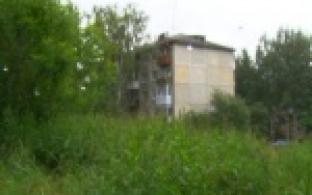 В квартире одной из жительниц города растет гриб