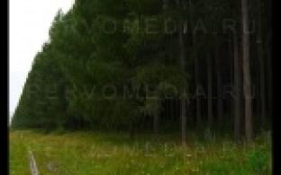 Сколько рубят деревьев и сколько их сажают.