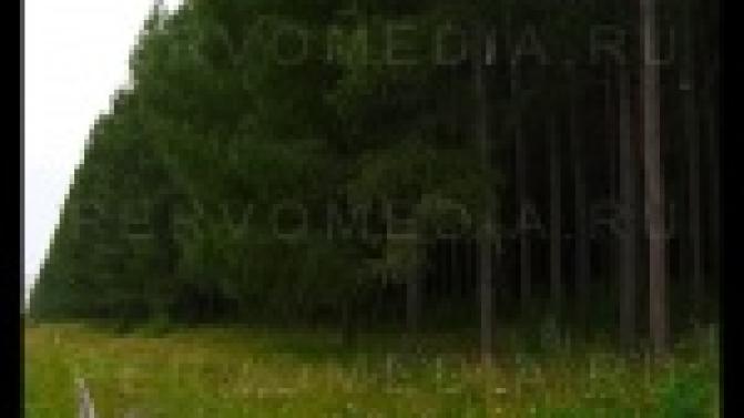 Сколько рубят деревьев и сколько их сажают.