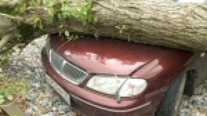 Погодные условия или несвоевременное кронирование