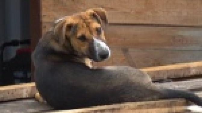 В первоуральском приюте много собак и кошек, которым необходим дом и любовь человека