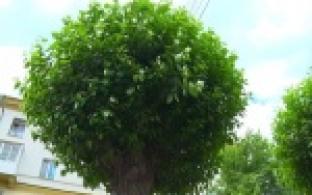 В городской администрации подвели итоги работ по кронированию тополей