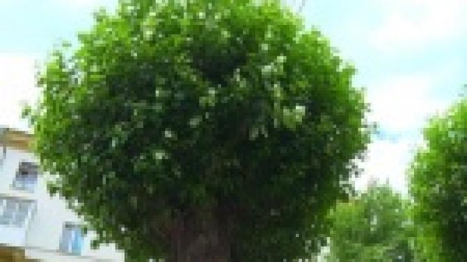 В городской администрации подвели итоги работ по кронированию тополей